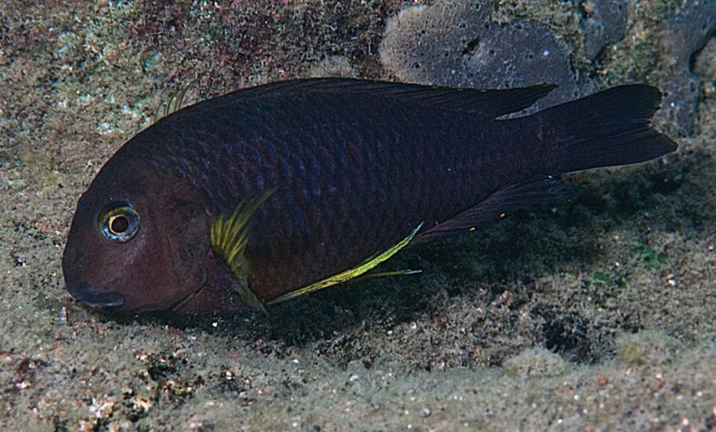 Tropheus sp. 'lukuga' Magambo